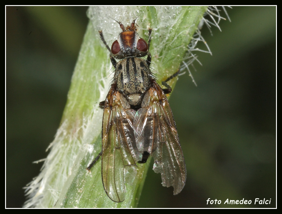 Ulidiidae siciliano delle Madonie (PA)